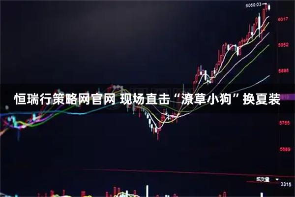 恒瑞行策略网官网 现场直击“潦草小狗”换夏装